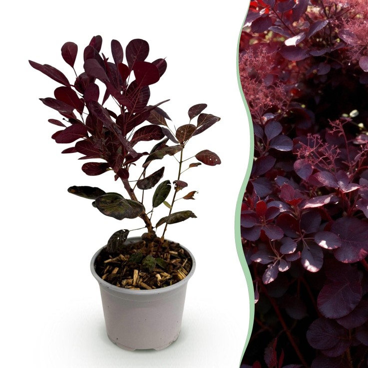 Cotinus coggyria Lilla x1