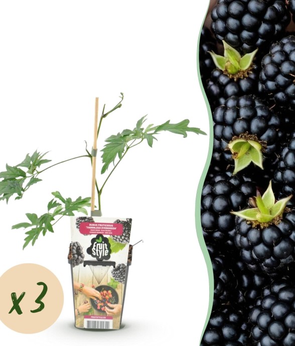 Mûrier Thornless Evergreen x3