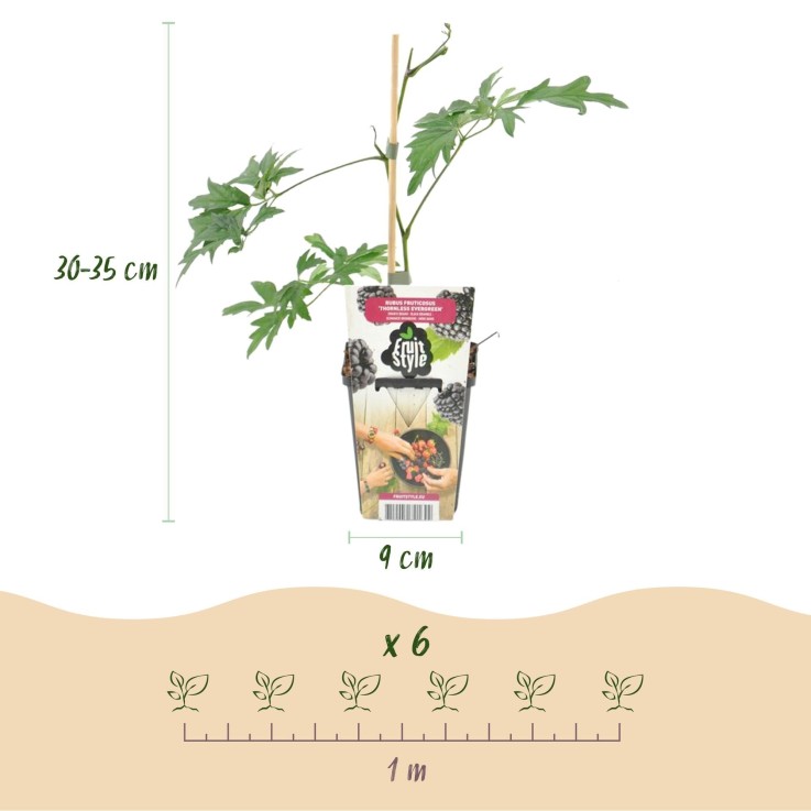 Mûrier Thornless Evergreen x3