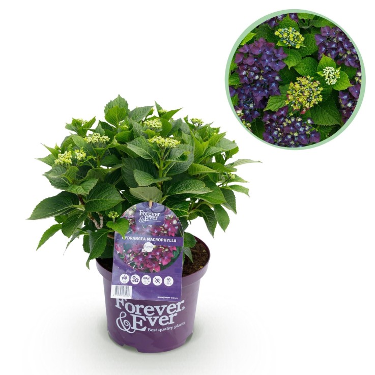 Hortensia en pot