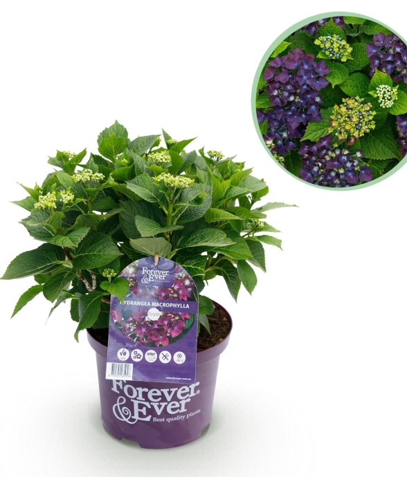 Hortensia en pot