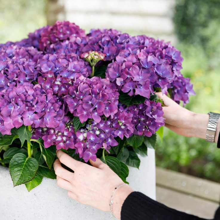 Hortensia en pot