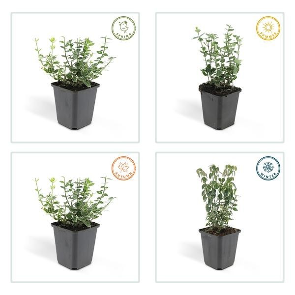 Fusain Emerald 'n Gaiety' -  6