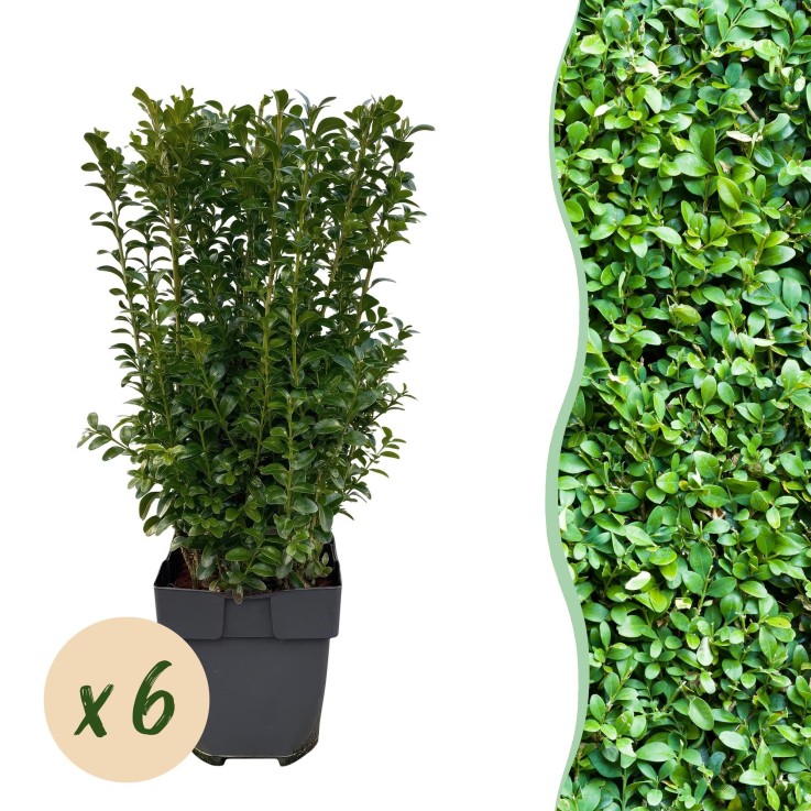 Buis Sempervirens x6