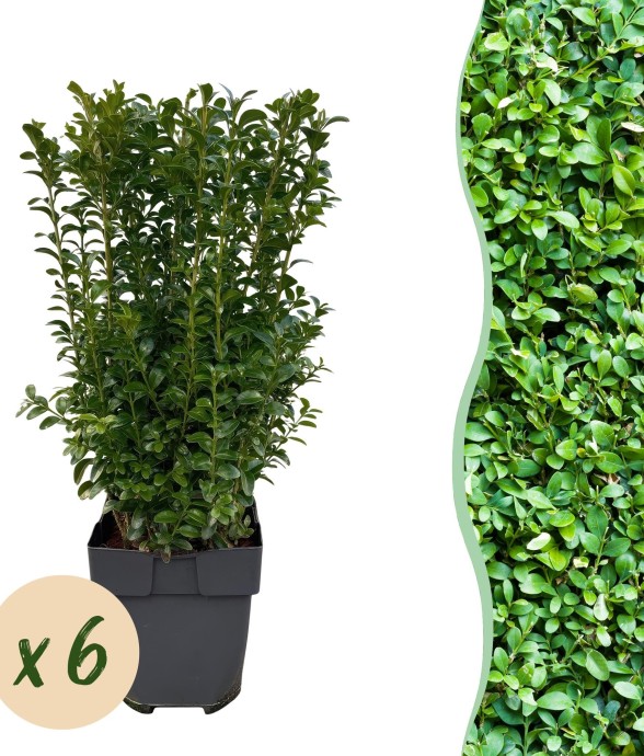 Buis Sempervirens x6