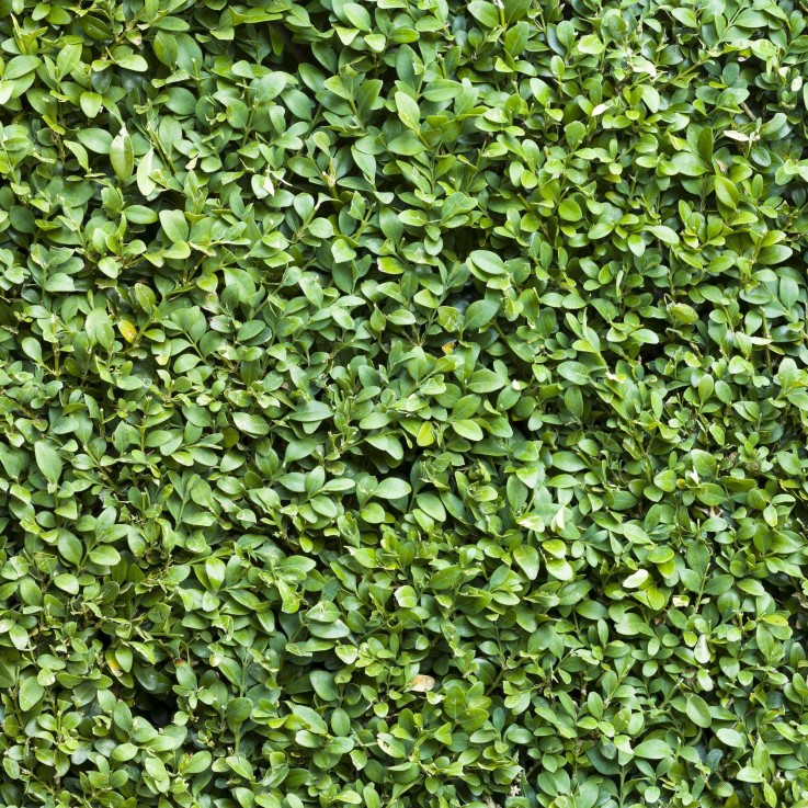 Buis Sempervirens x6