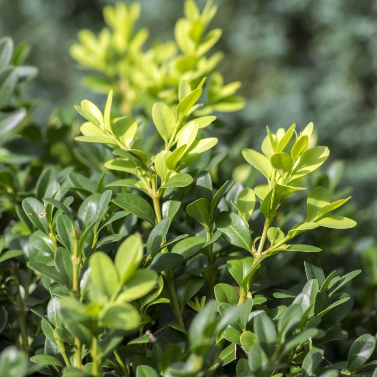 Buis Sempervirens x6