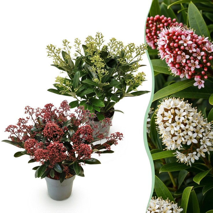 Skimmia japonica Rubella & Finchy x2