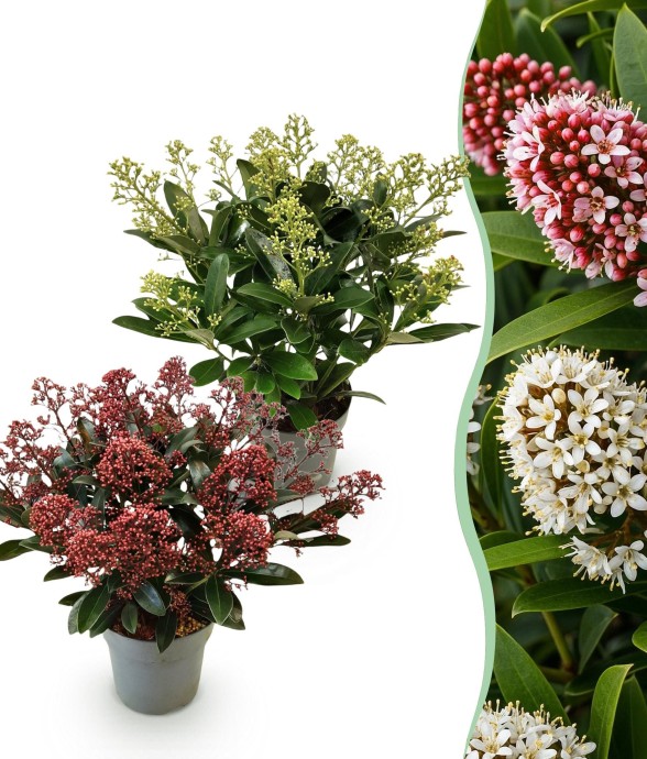 Skimmia japonica Rubella &...