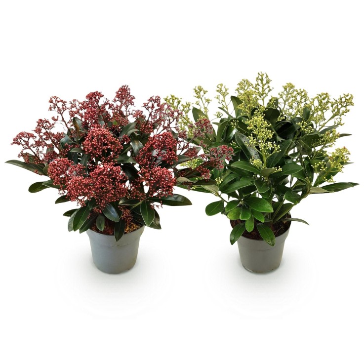 Skimmia japonica Rubella & Finchy x2