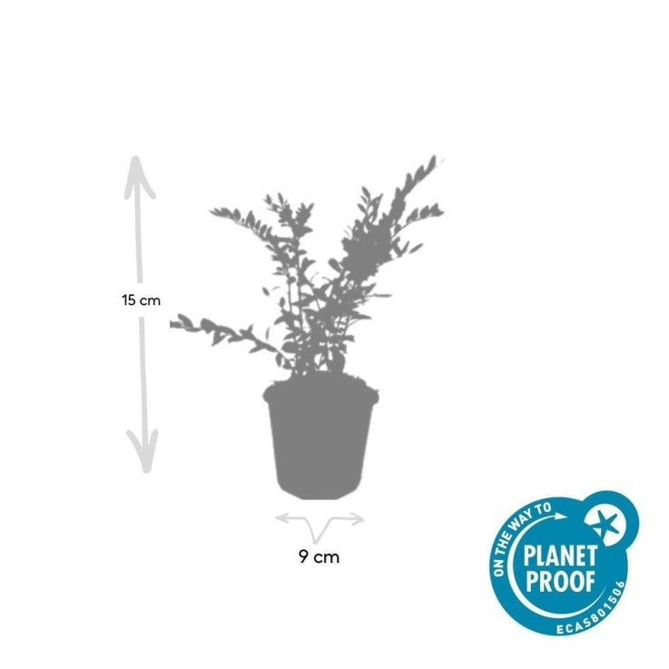 Chèvrefeuille à cupule 'Purple Pearl' -  12