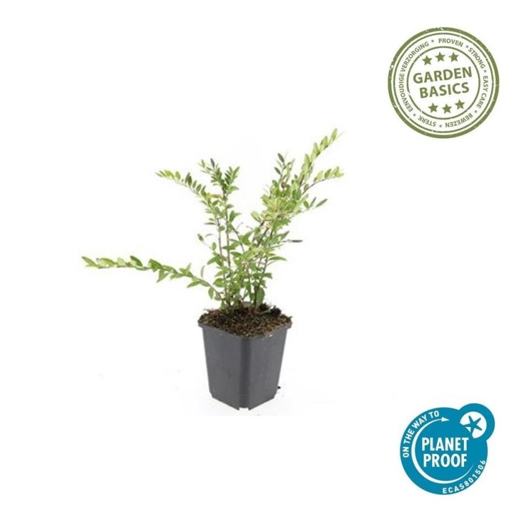 Chèvrefeuille à cupule 'Purple Pearl' -  12