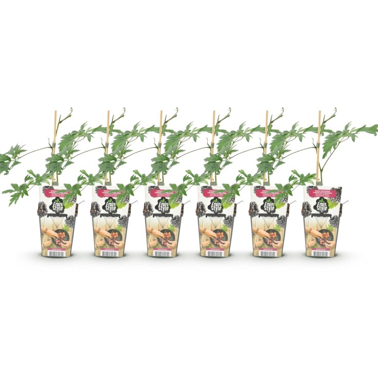 Murier Thornless Evergreen x6