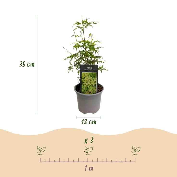 Érable du Japon Seiryu