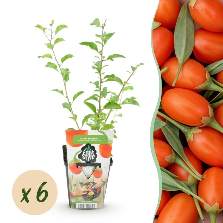 Baie de Goji barbarum x6