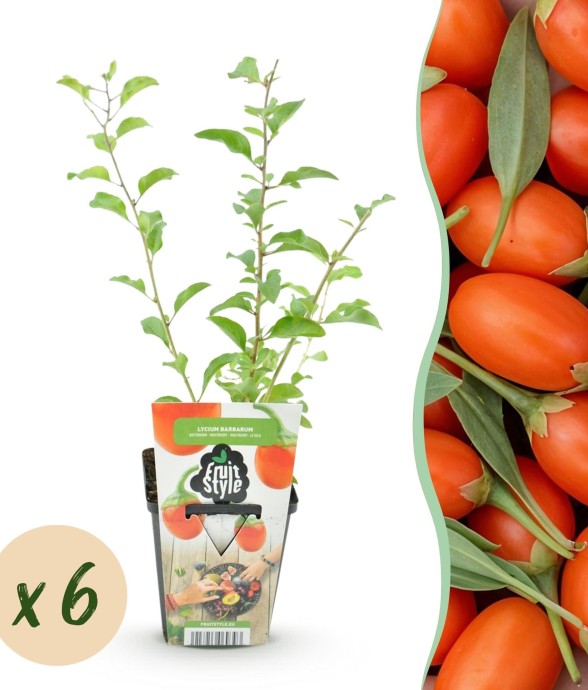Baie de Goji barbarum x6