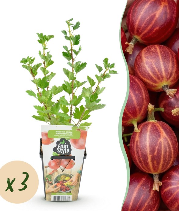 Groseillier à maquereau...