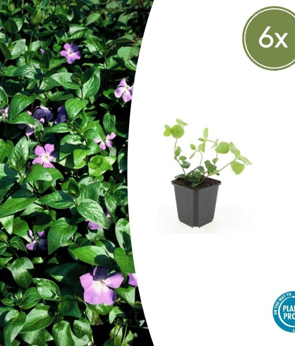 Grande Pervenche -  6