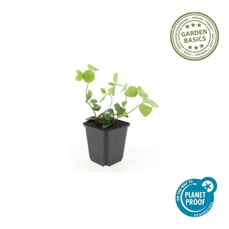 Grande Pervenche -  6