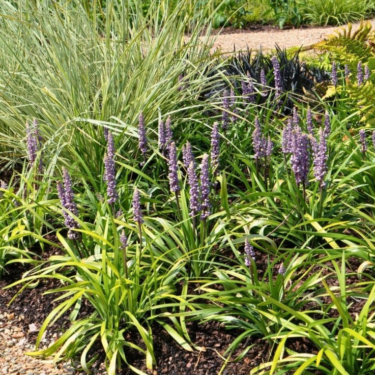 Liriope muscari 'Ingwersen' -  3