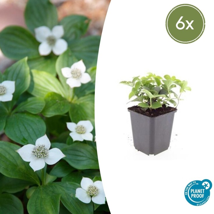 Cornouiller du Canada -  12