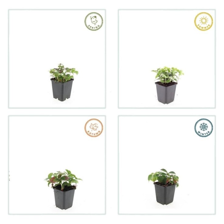 Cornouiller du Canada -  12