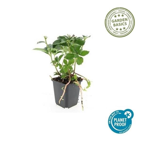 Pachysandre du Japon -  60