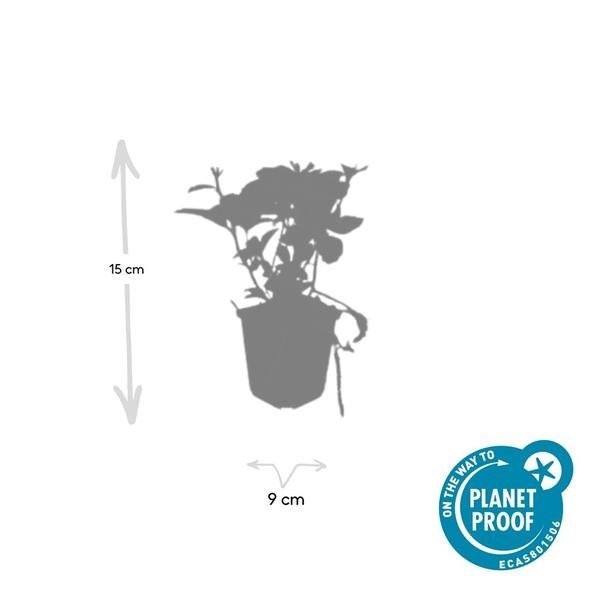 Pachysandre du Japon -  60