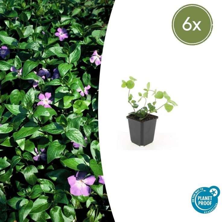 Grande Pervenche -  60