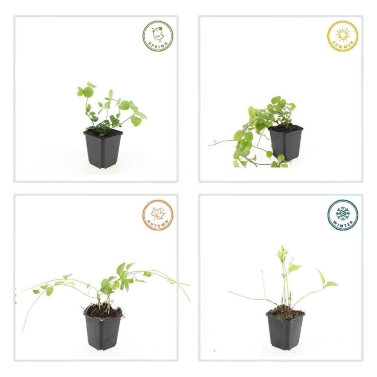 Grande Pervenche -  60