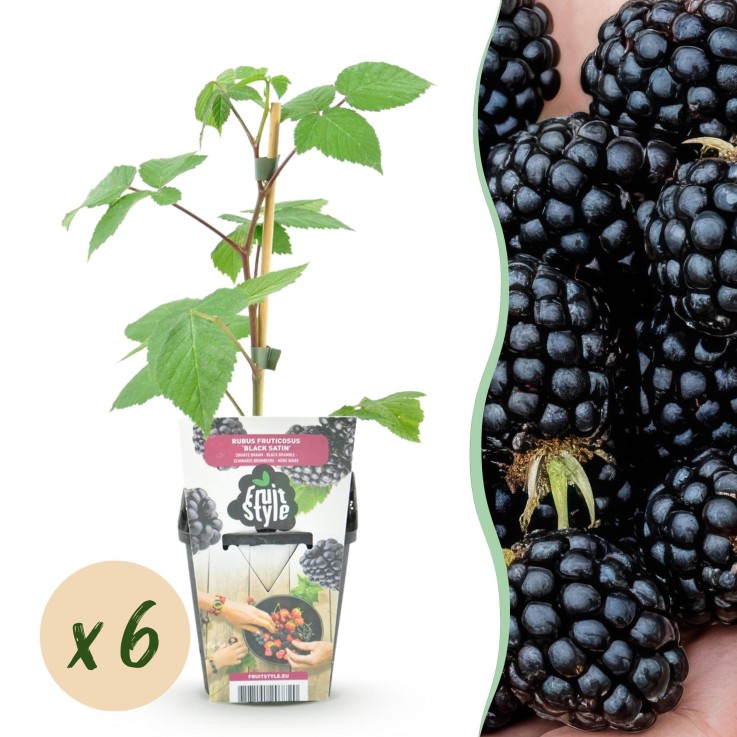 Mûrier Rubus Black Satin x6