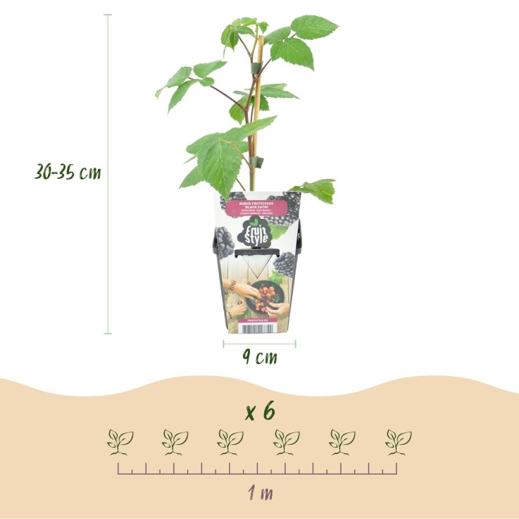 Mûrier Rubus Black Satin x6