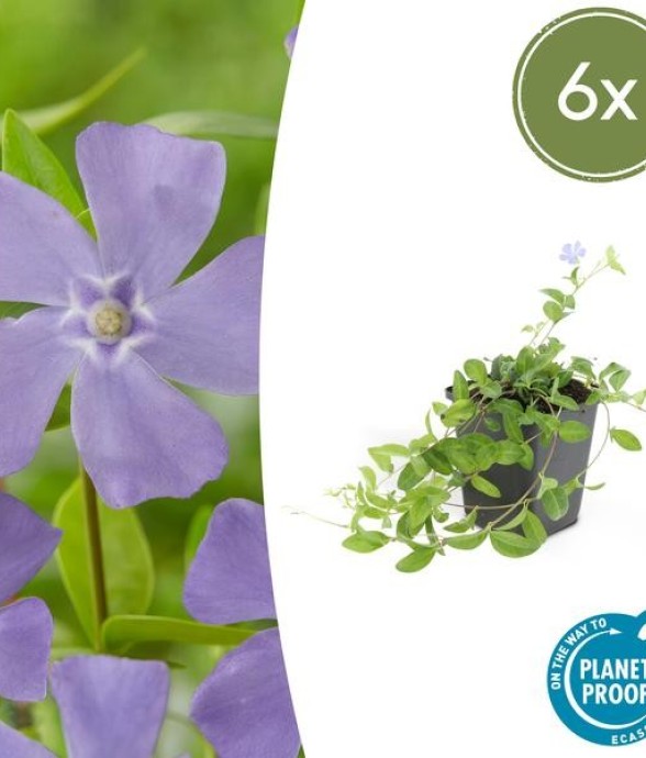 Petite Pervenche (Vinca...