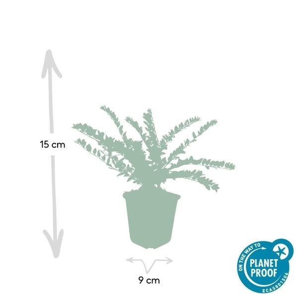 Chèvrefeuille arbustif 'Maigrün' -  6