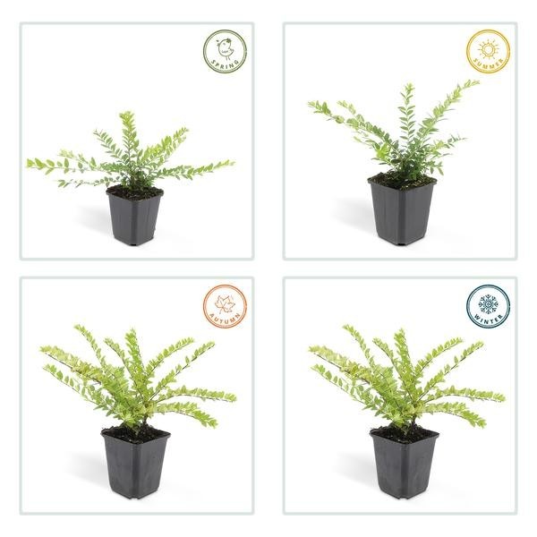 Chèvrefeuille arbustif 'Maigrün' -  6