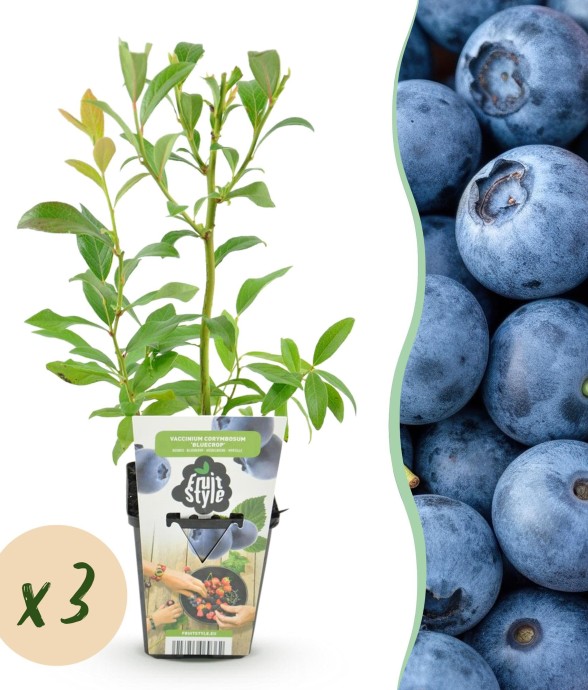 Myrtille Bluecrop x3