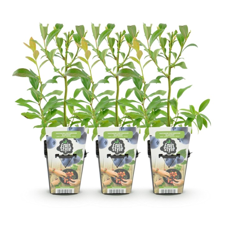 Myrtillier Bluegold x3