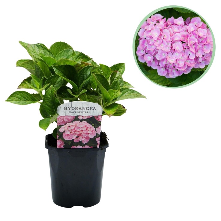 Hortensia macrophylla Pink
