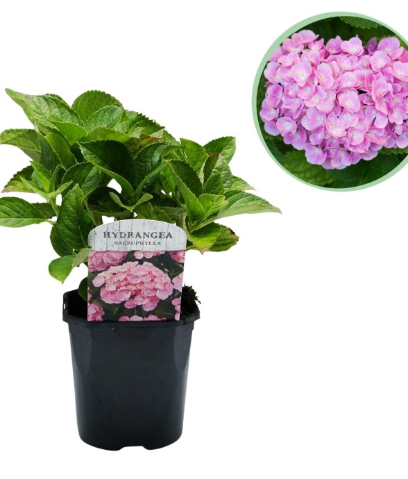 Hortensia macrophylla Pink