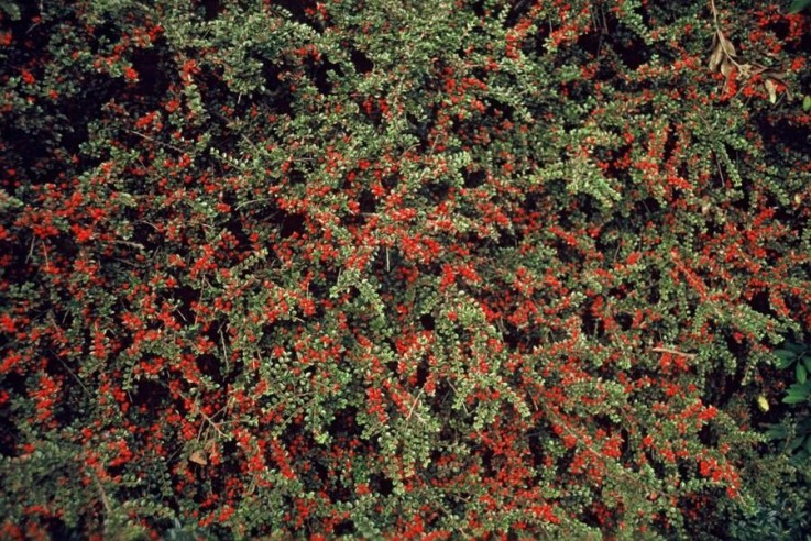 Cotonéaster horizontal -  6