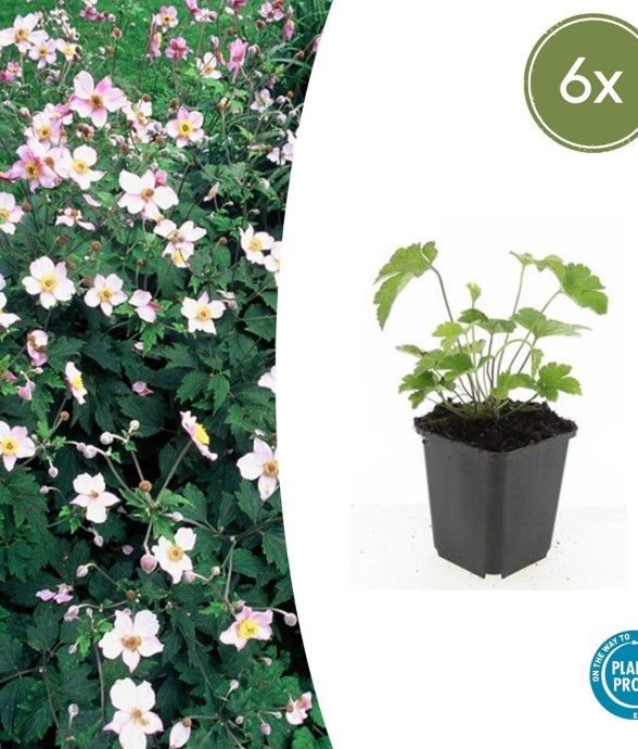 Anémone du Japon...