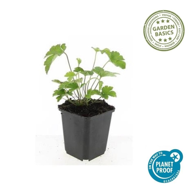 Anémone du Japon 'Robustissima' -  12