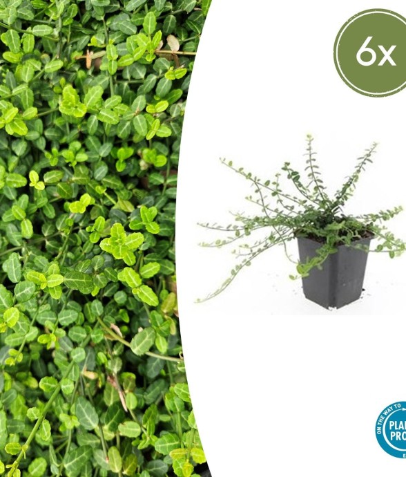 Fusain de Fortune 'Minimus'...