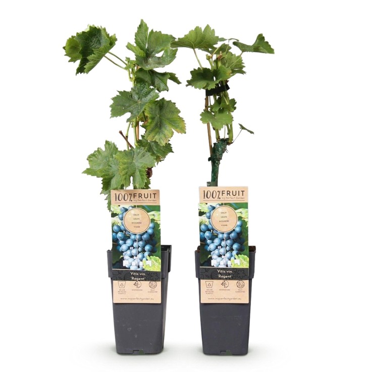 Vigne Regent x2