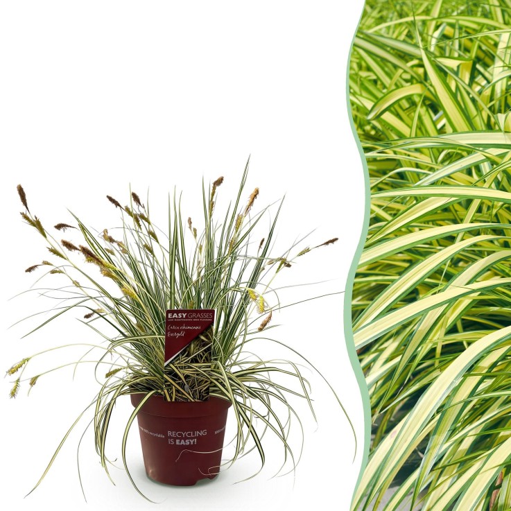 Carex oshimensis Evergold en pot