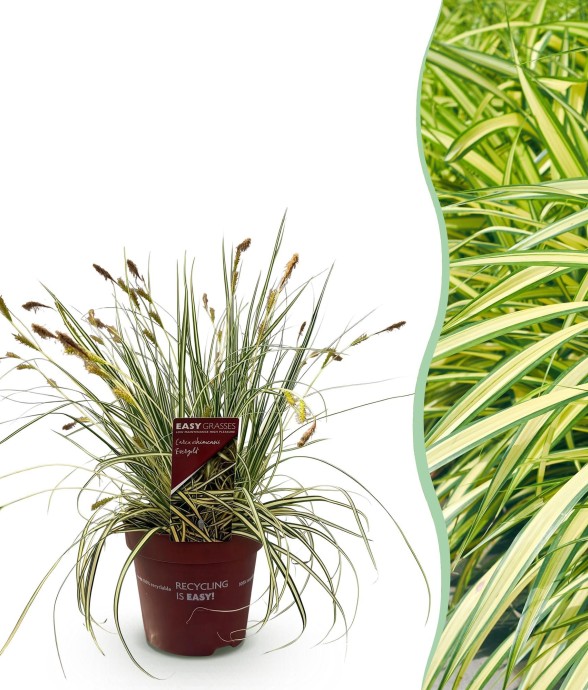 Carex oshimensis Evergold...