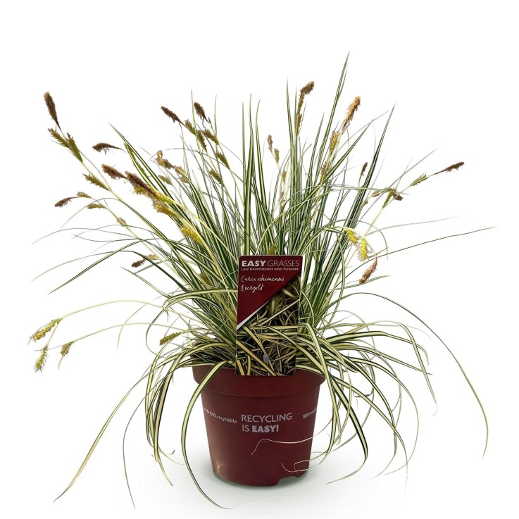 Carex oshimensis Evergold en pot