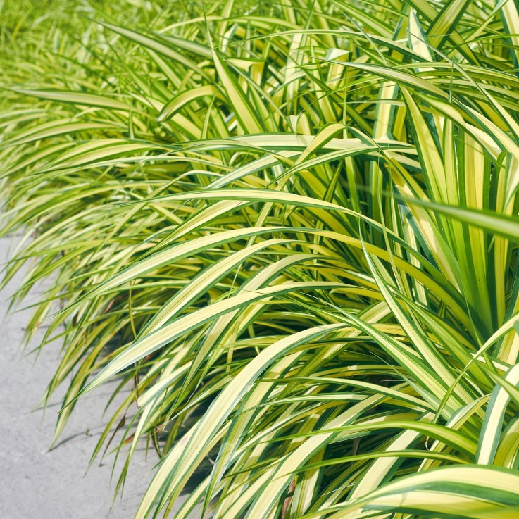 Carex oshimensis Evergold en pot