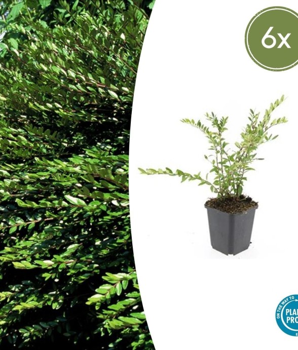 Chèvrefeuille à cupule...