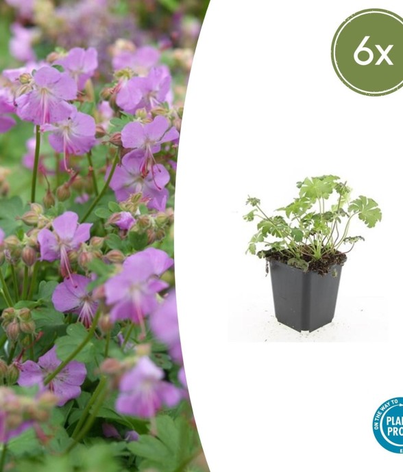 Géranium vivace 'Cambridge'...